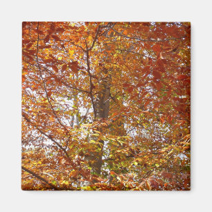 Zweige der Orangen Blätter Herbstnatur Magnet