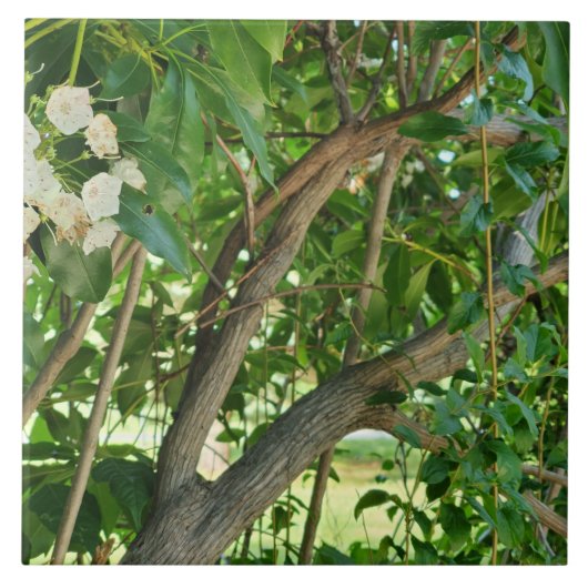 Zweige des Weißgebirges Laurel Fliese (Vorderseite)