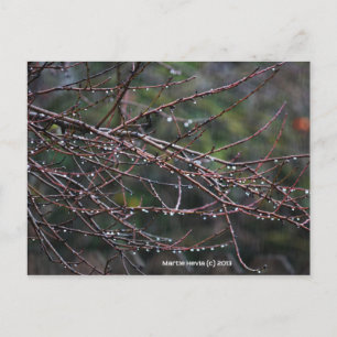 Zweige im Regen   Blue Beach Song™ Postkarte