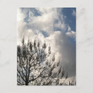 Zweige in den Wolken Postkarte