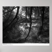 Zweige, in die Sonne, UC Santa Cruz, 1963 Poster (Vorne)