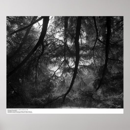 Zweige, in die Sonne, UC Santa Cruz, 1963 Poster (Vorne)