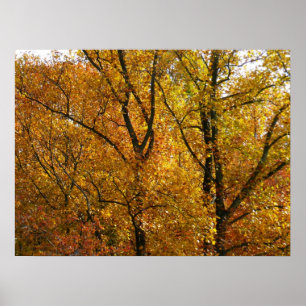 Zweige mit gelben Blättern in strahlendem Herbstla Poster