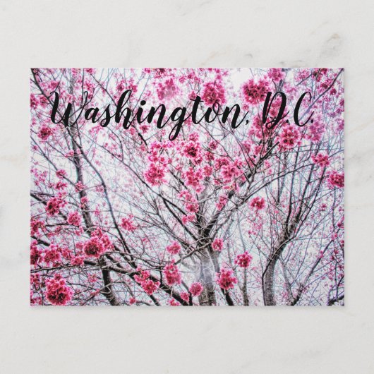 Zweige und Blüten eines Kirchenbaumes Postkarte (Vorderseite)