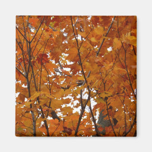 Zweige von Ahornblättern I Orange Herbst Magnet