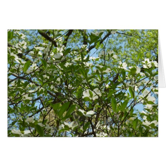Zweige von Dogwood-Blüten Frühlingsbäume (Vorderseite (Horizontal))