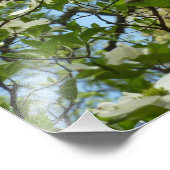 Zweige von Dogwood-Blüten Frühlingsbäume Fotodruck (Ecke)