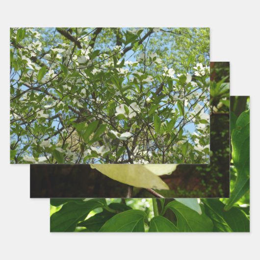 Zweige von Dogwood-Blüten Frühlingsbäume Geschenkpapier Set (Set)