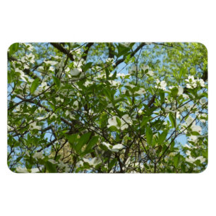 Zweige von Dogwood-Blüten Frühlingsbäume Magnet