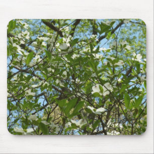 Zweige von Dogwood-Blüten Frühlingsbäume Mousepad
