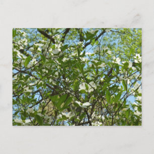 Zweige von Dogwood-Blüten Frühlingsbäume Postkarte