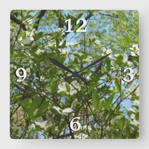 Zweige von Dogwood-Blüten Frühlingsbäume Quadratische Wanduhr
