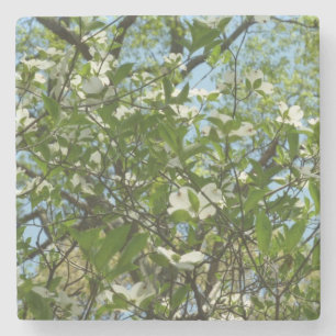 Zweige von Dogwood-Blüten Frühlingsbäume Steinuntersetzer