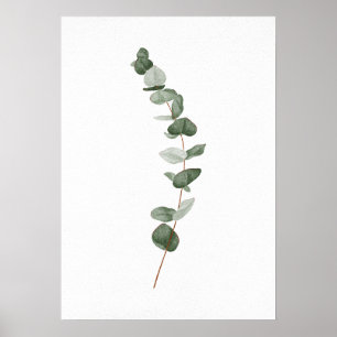 Zweigniederlassung Eukalyptus Poster