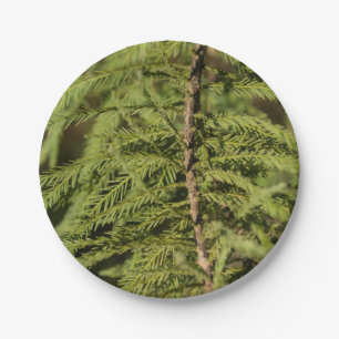 Zweigstelle Bald Cypress Pappteller