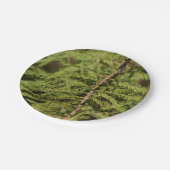 Zweigstelle Bald Cypress Pappteller (Schrägansicht)