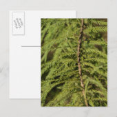 Zweigstelle Bald Cypress Postkarte (Vorne/Hinten)