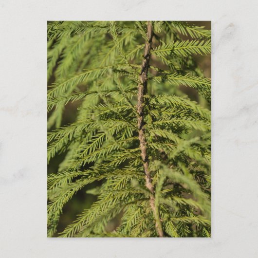 Zweigstelle Bald Cypress Postkarte (Vorderseite)