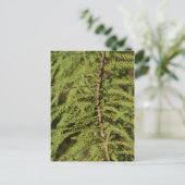 Zweigstelle Bald Cypress Postkarte (Stehend Vorderseite)