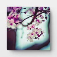 Zweigstelle Cherry Blossom