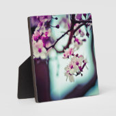Zweigstelle Cherry Blossom Fotoplatte (Vorderseite)