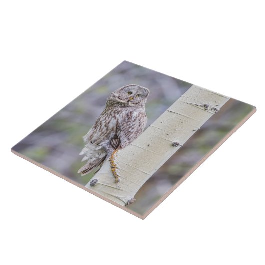 Zweigstelle Great Gray Aspen Tree Fliese (Seite)