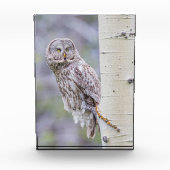 Zweigstelle Great Gray Aspen Tree Fotoblock (Vorderseite)