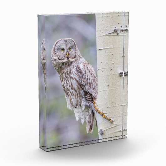 Zweigstelle Great Gray Aspen Tree Fotoblock (Links)