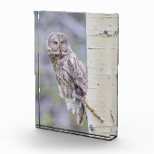 Zweigstelle Great Gray Aspen Tree Fotoblock (Rechts)