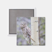 Zweigstelle Great Gray Aspen Tree Magnet (Vorderseite/Rückseite)