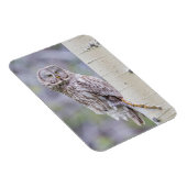 Zweigstelle Great Gray Aspen Tree Magnet (Rechte Seite)