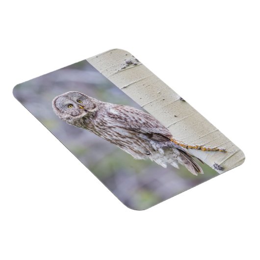 Zweigstelle Great Gray Aspen Tree Magnet (Rechte Seite)