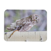 Zweigstelle Great Gray Aspen Tree Magnet (Horizontal)