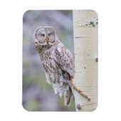 Zweigstelle Great Gray Aspen Tree Magnet (Vertikal)