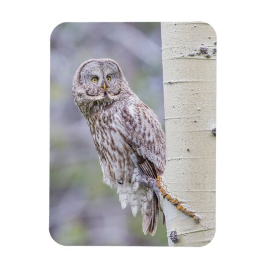 Zweigstelle Great Gray Aspen Tree Magnet (Vertikal)