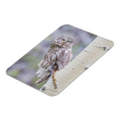 Zweigstelle Great Gray Aspen Tree Magnet (Linke Seite)