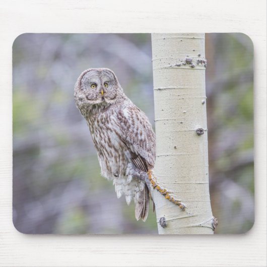 Zweigstelle Great Gray Aspen Tree Mousepad (Vorne)