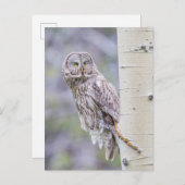 Zweigstelle Great Gray Aspen Tree Postkarte (Vorne/Hinten)