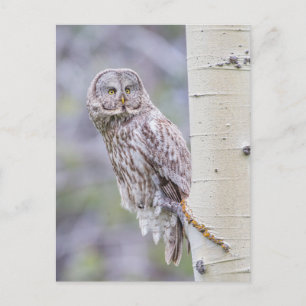 Zweigstelle Great Gray Aspen Tree Postkarte