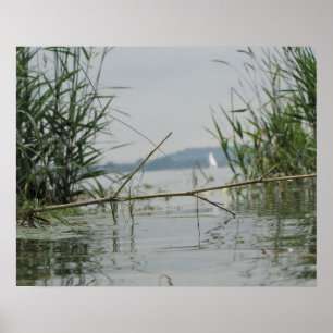 Zweigstelle im Flachwasser Poster