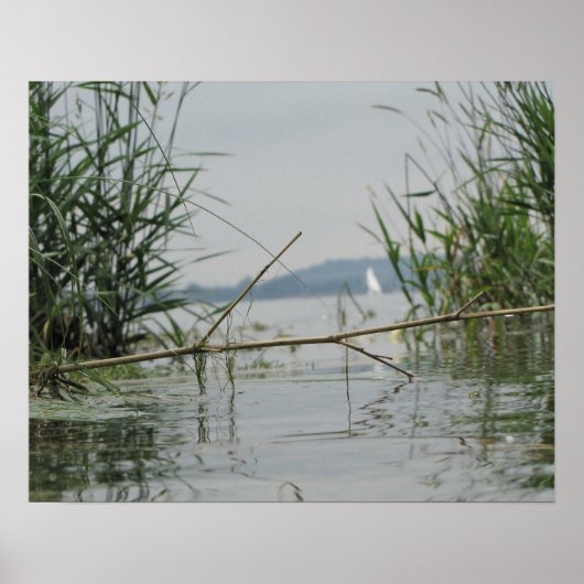 Zweigstelle im Flachwasser Poster (Vorne)