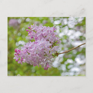 Zweigstelle Lilac mit Bokeh Postcard Postkarte