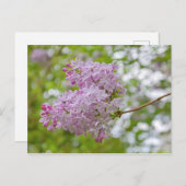 Zweigstelle Lilac mit Bokeh Postcard Postkarte (Vorne/Hinten)