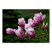 Zweigstelle Magnolia (Vorderseite (Horizontal))