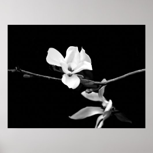 Zweigstelle Magnolia Poster (Vorne)