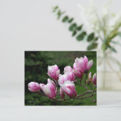 Zweigstelle Magnolia Postkarte (Stehend Vorderseite)