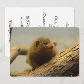 Zweigstelle Mongoose Einladung (Vorne/Hinten)