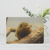 Zweigstelle Mongoose Einladung (Stehend Vorderseite)