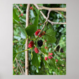 Zweigstelle Mullberry Poster