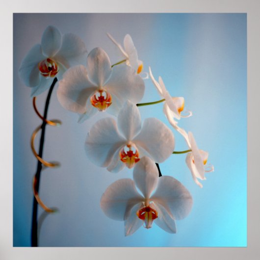 Zweigstelle Orchid Poster (Vorne)